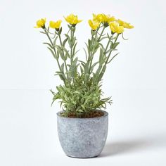 88880d8b26b6ff2bc439b0c7dcdd6434